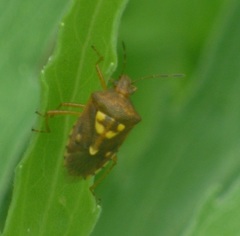 Oebalus