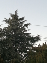 Cedrus