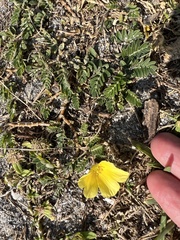 Tribulus cistoides
