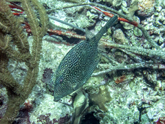 Acanthostracion polygonium