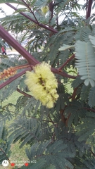 Paraserianthes