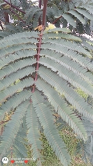 Paraserianthes