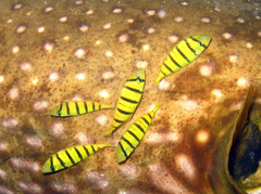 Gnathanodon speciosus