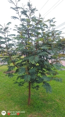 Paraserianthes