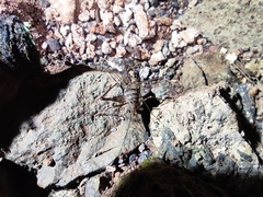 Gryllidae