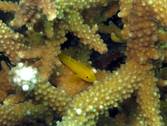 Gobiodon okinawae