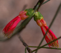 Melaleuca gilesii