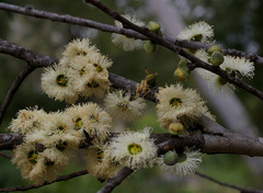 Eucalyptus deuaensis