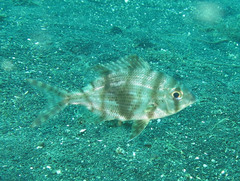 Gymnocranius griseus