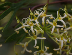 Stenocarpus angustifolius
