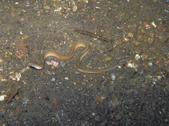 Gymnothorax albimarginatus