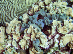 Colpophyllia natans