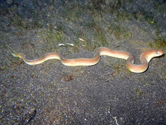 Gymnothorax albimarginatus