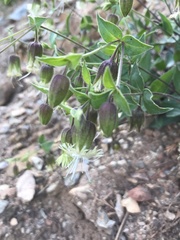 Silene campanulata