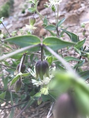Silene campanulata