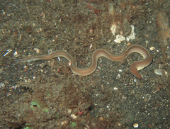 Gymnothorax albimarginatus