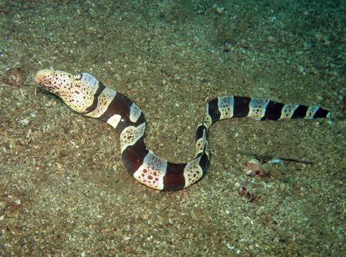 Gebande modder-murene (Gymnothorax chlamydatus) — Muraenidae — 4