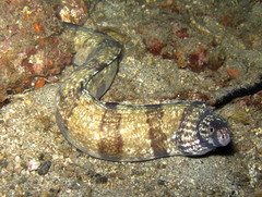 Gymnothorax enigmaticus