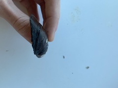 Strophitus undulatus