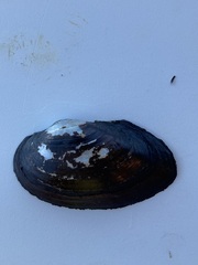 Strophitus undulatus