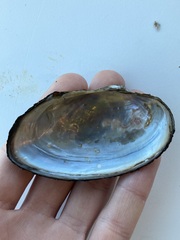 Strophitus undulatus