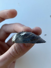 Strophitus undulatus