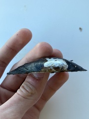 Strophitus undulatus