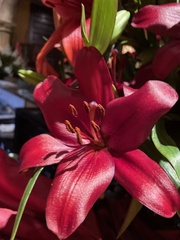 Lilium pensylvanicum