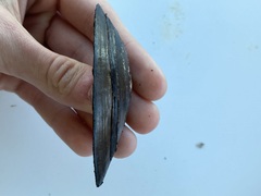 Strophitus undulatus