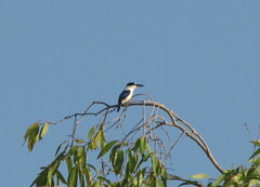Todiramphus macleayii macleayii