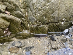 Acanthoclinus fuscus