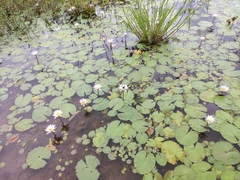 Nymphaea nouchali caerulea
