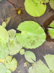 Nymphaea nouchali caerulea