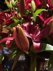 Lilium pensylvanicum