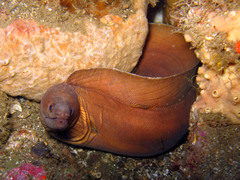 Gymnothorax herrei