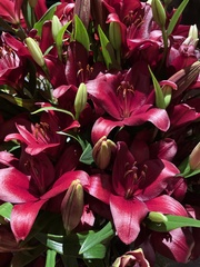 Lilium pensylvanicum