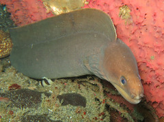 Gymnothorax herrei