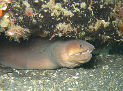 Gymnothorax herrei