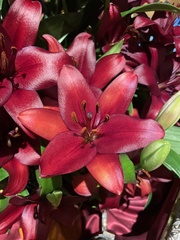 Lilium pensylvanicum