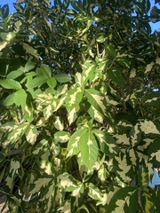 Graptophyllum