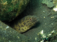 Gymnothorax javanicus