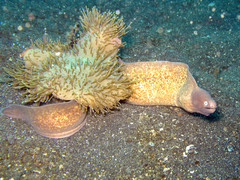 Gymnothorax thyrsoideus