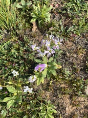 Primula clevelandii