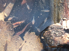 Eubranchipus neglectus