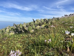 Primula clevelandii
