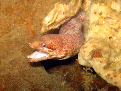 Gymnothorax zonipectis