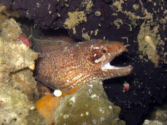Gymnothorax zonipectis