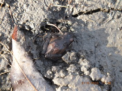 Pseudacris triseriata