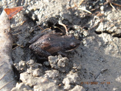 Pseudacris triseriata