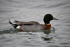 Anas platyrhynchos × acuta